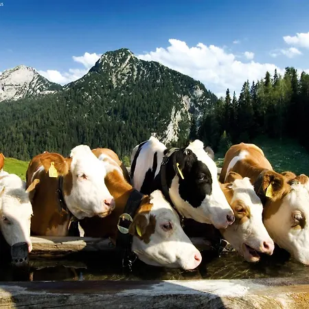 In Near Slopes Chalet