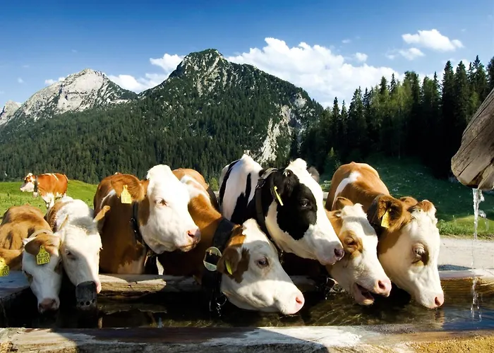 In Near Slopes Chalet